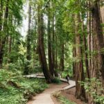 San Francisco: Muir Woods and Sausalito Small-Group Tour - Practical Details & Tips