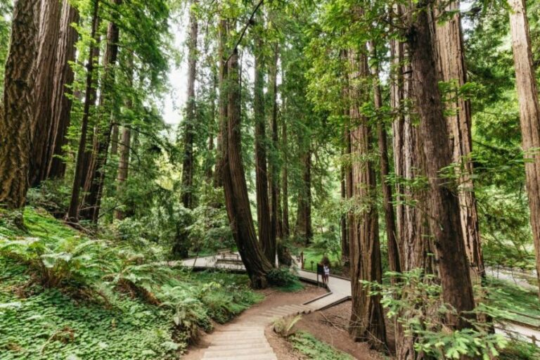 San Francisco: Muir Woods and Sausalito Small-Group Tour - Practical Details & Tips