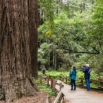 San Francisco: Muir Woods, Napa & Sonoma Valley Wine Tour - Authentic Experiences That Shine