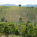 San Gimignano: Chianti wine tasting experience - FAQ