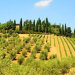 San Gimignano, Siena, Monteriggioni: Fully Escorted Tour, Lunch & Wine Tasting - Authentic Experiences Highlighted by Travelers