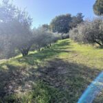 San Gimignano: Winery Visit with Picnic in Olive Grove - Practical Tips for Travelers