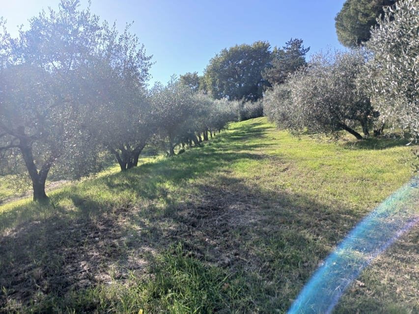 San Gimignano: Winery Visit with Picnic in Olive Grove - Practical Tips for Travelers