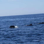 San José del Cabo: Ocean Safari - A Closer Look at the San José del Cabo Ocean Safari