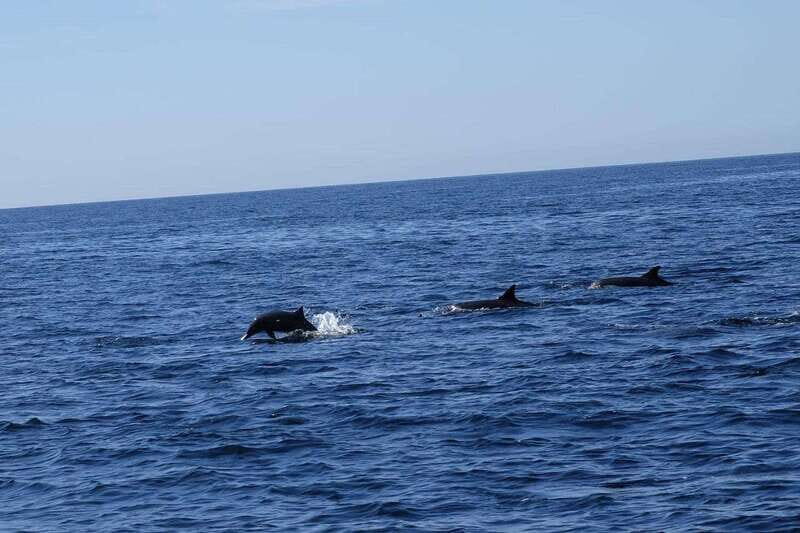 San José del Cabo: Ocean Safari - A Closer Look at the San José del Cabo Ocean Safari
