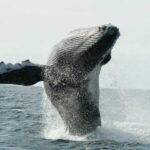 San Jose del Cabo Whale Watching - Why This Tour is Worth It