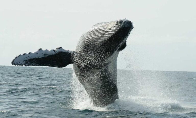 San Jose del Cabo Whale Watching - Why This Tour is Worth It