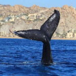 San José del Cabo: Whale Watching Experience - Final Thoughts: Is It Worth It?