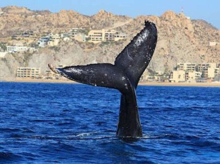 San José del Cabo: Whale Watching Experience - Final Thoughts: Is It Worth It?