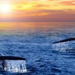 San Jose del Cabo Whale Watching Sunrise Tour - Why This Tour Offers Great Value