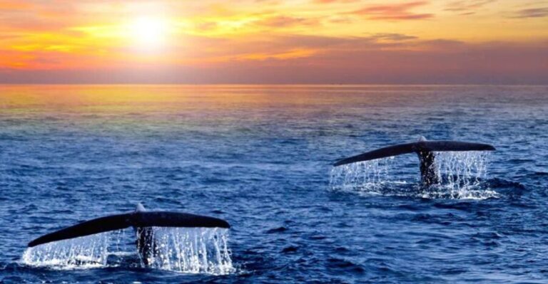 San Jose del Cabo Whale Watching Sunrise Tour - Why This Tour Offers Great Value