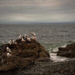 San Juan Island: 3-h Griffin Bay Tour - A Detailed Look at the Griffin Bay Kayak Tour