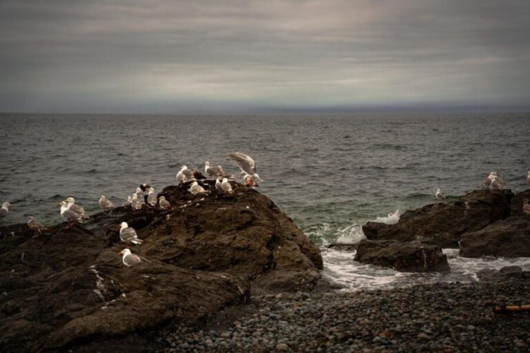 San Juan Island: 3-h Griffin Bay Tour - A Detailed Look at the Griffin Bay Kayak Tour
