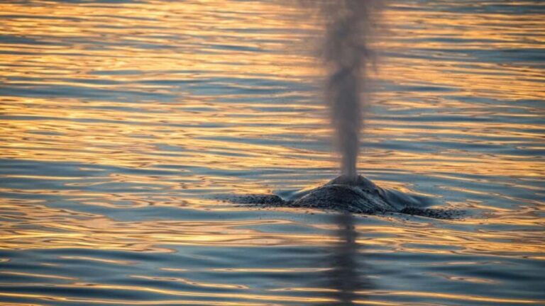 San Pedro: West Harbor LA Dolphin & Whale Watching Cruise - FAQ