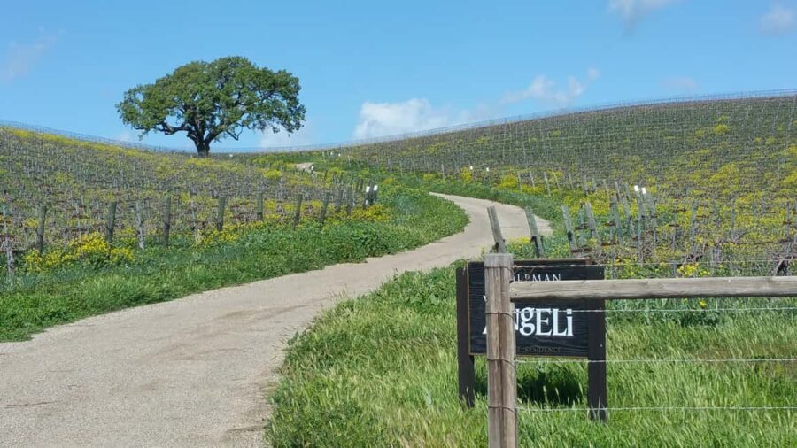 Santa Barbara: E-bike wine tour w/ transport, tasting, lunch - What Makes This Tour Stand Out?
