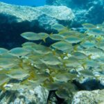 Santa Cruz de Tenerife: PADI Introductory Dive - Why This Experience Is Valuable