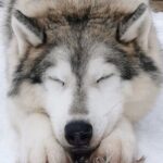 Santa's Reindeer & Husky Safari + Santa's Pets + Aurora Hunt! - Who Will Love This Tour?