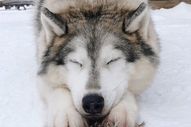 Santa's Reindeer & Husky Safari + Santa's Pets + Aurora Hunt! - Who Will Love This Tour?