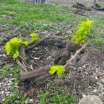 Santorini: Farm and Winery Guided Tour - The Breakdown of the Itinerary