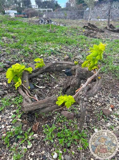 Santorini: Farm and Winery Guided Tour - The Breakdown of the Itinerary