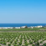 Santorini: Guided Wineries Private Tour with Wine Tastings - A Deep Dive into the Santorini Wineries Tour Experience