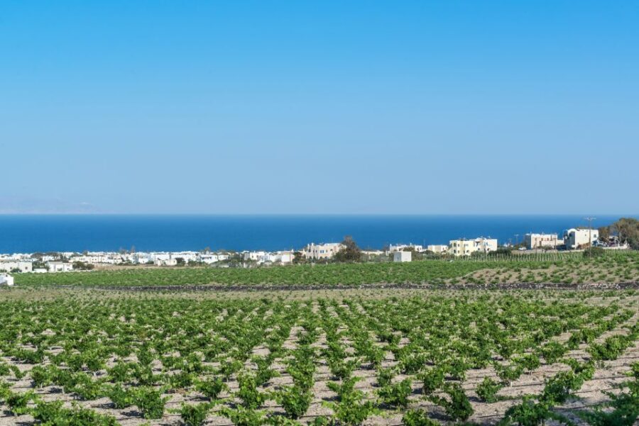 Santorini: Guided Wineries Private Tour with Wine Tastings - A Deep Dive into the Santorini Wineries Tour Experience