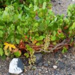 Santorini: Vegan Wine Tasting Private Tour - Exploring the Santorini Vegan Wine Tour in Detail