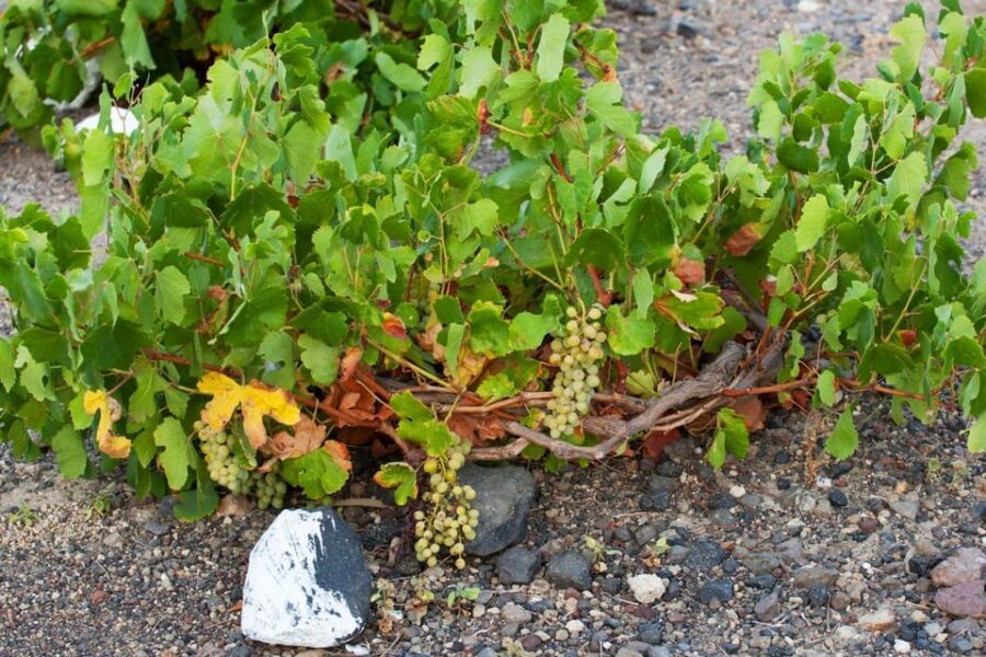 Santorini: Vegan Wine Tasting Private Tour - Exploring the Santorini Vegan Wine Tour in Detail