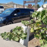Santorini's "Wine Roads": Private Wine Tour With Tastings - Who Is This Tour Best For?