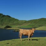 Sao Jorge Cheese Tour - Half day - Authenticity and Value