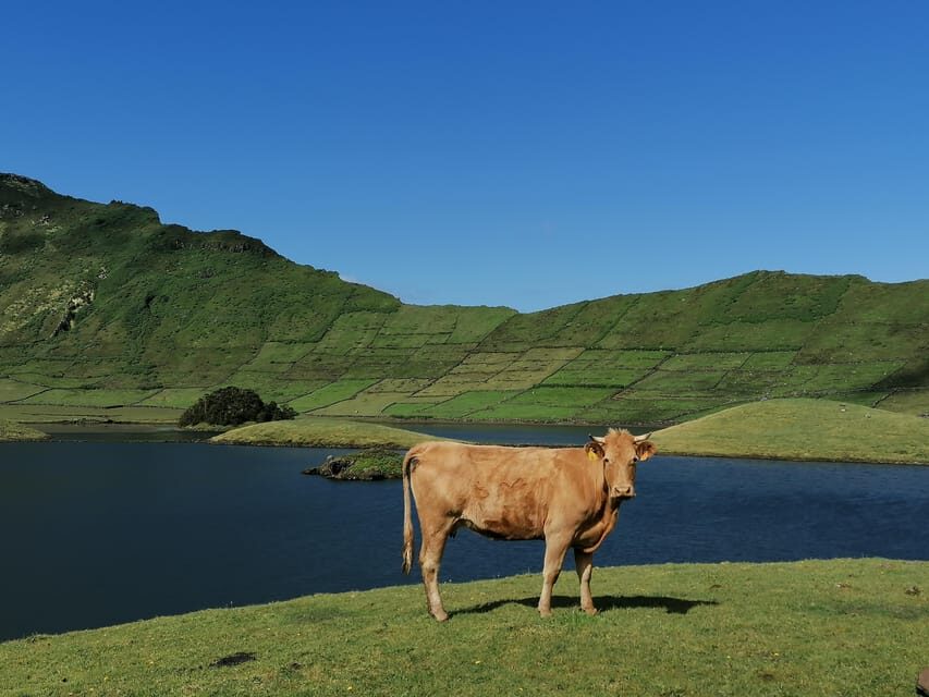 Sao Jorge Cheese Tour - Half day - Authenticity and Value
