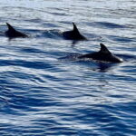 São Miguel, Azores: Whale and Dolphin Watching Tour - Why This Experience Offers Good Value