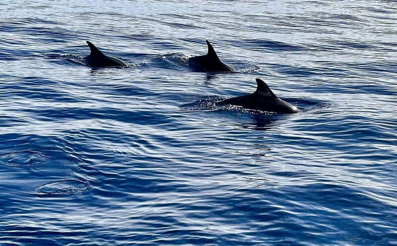 São Miguel, Azores: Whale and Dolphin Watching Tour - Why This Experience Offers Good Value
