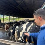 São Miguel: Nordeste Tour with Cow Milking - Practical Considerations