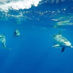 São Miguel: Swim with Wild Dolphins in the Open Ocean - A Closer Look at the Itinerary