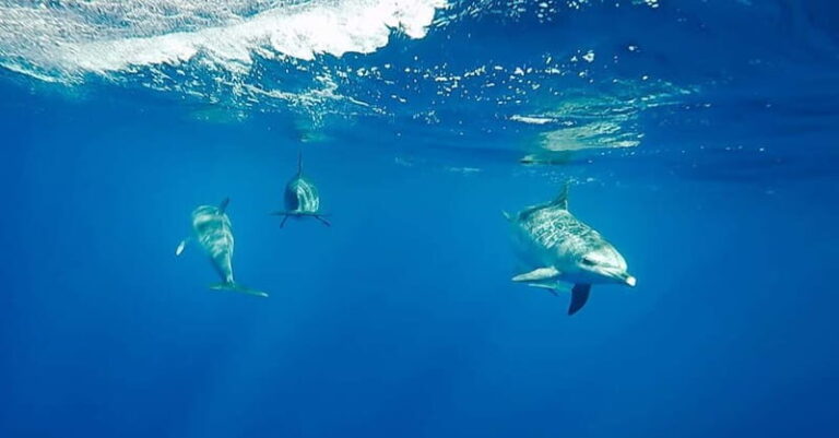São Miguel: Swim with Wild Dolphins in the Open Ocean - A Closer Look at the Itinerary