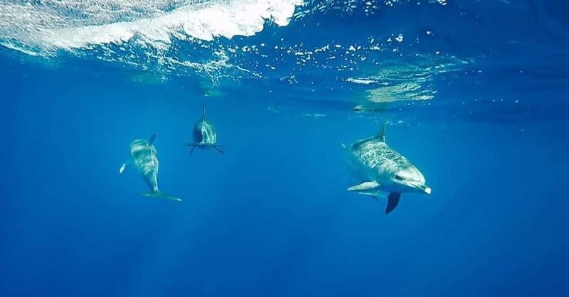 São Miguel: Swim with Wild Dolphins in the Open Ocean - A Closer Look at the Itinerary