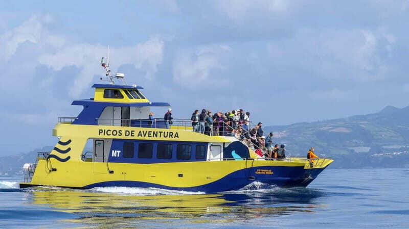 São Miguel: Whale-Watching Cruise with Marine Biologist - Final Thoughts: Is It Worth It?