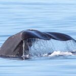 São Miguel: Whale Watching & Wild Dolphins Swimming Full-day - Who Will Love This Tour?