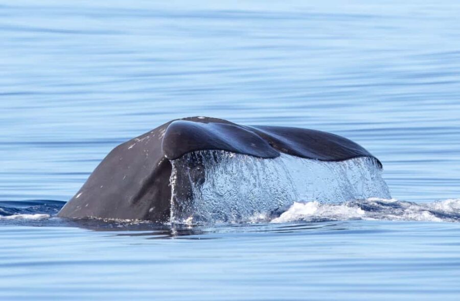 São Miguel: Whale Watching & Wild Dolphins Swimming Full-day - Who Will Love This Tour?