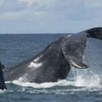 São Miguel: Whales & Volcano Full-Day Tour with Lunch - Final Thoughts