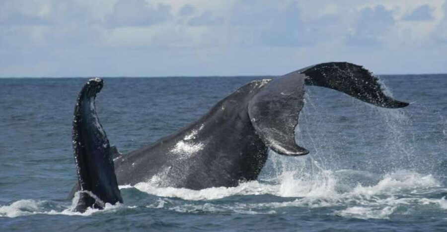 São Miguel: Whales & Volcano Full-Day Tour with Lunch - Final Thoughts