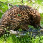 Sapphire Coast: 7h Shore Excursion with Aussie Morning Tea - What’s Included and What’s Not