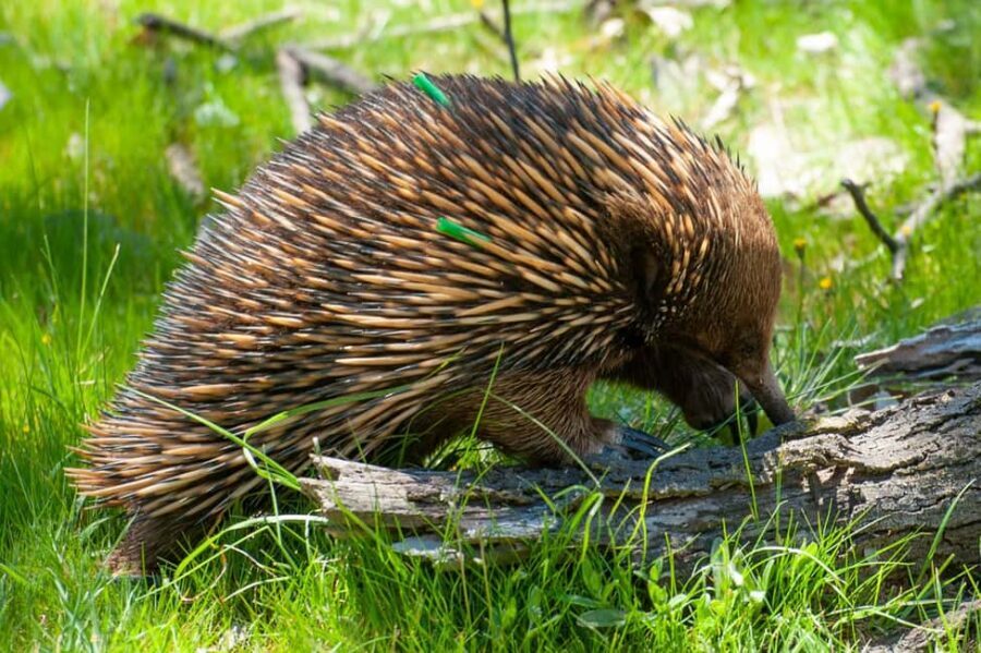 Sapphire Coast: 7h Shore Excursion with Aussie Morning Tea - What’s Included and What’s Not