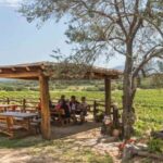 Sardinia: Dorgali Winery Tour with Tasting and Local Guide - Who Should Consider This Tour?