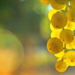 Sauternes : Sweet wine from Bordeaux - Final Thoughts