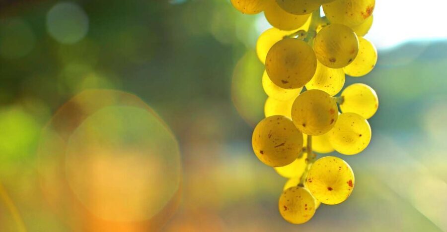 Sauternes : Sweet wine from Bordeaux - Final Thoughts