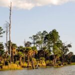 Savannah: Dolphin Spotting and Wildlife Eco Cruise - Who Should Consider This Tour?