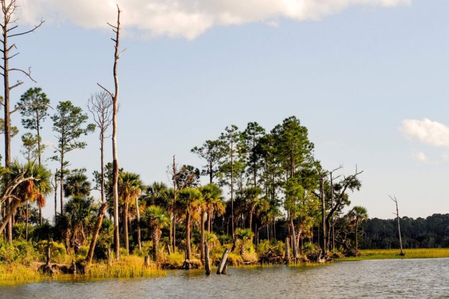 Savannah: Dolphin Spotting and Wildlife Eco Cruise - Who Should Consider This Tour?