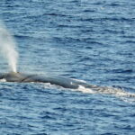 Savona: Pelagos Sanctuary Guided Cetacean Watching Tour - FAQs